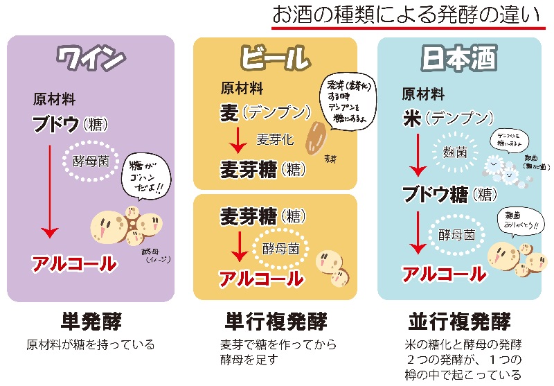お酒の種類による発酵の違い
