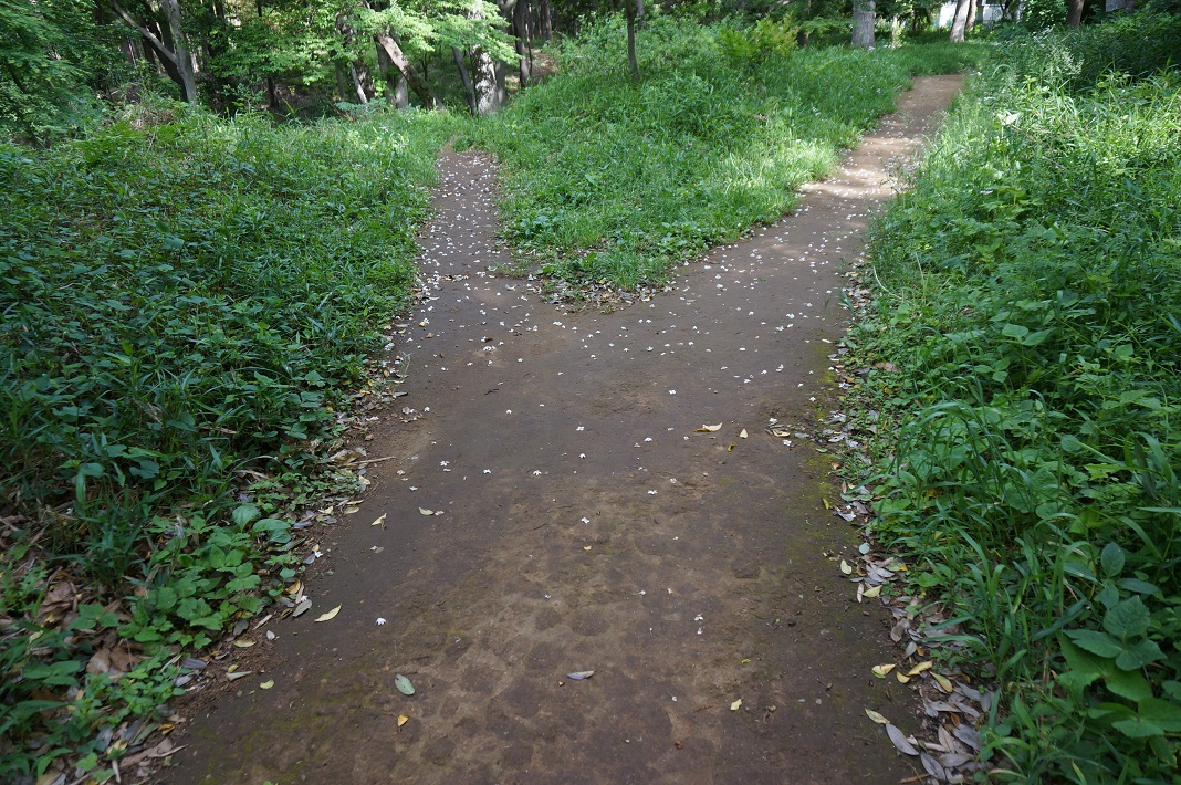 【我孫子市・船戸の森】荒れ果てた緑地を市民の力で再生! 子どもも大人も安心して過ごせる癒しの森に
