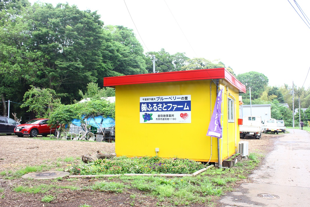 千葉県最大級のブルーベリー農園「ふるさとファーム」
