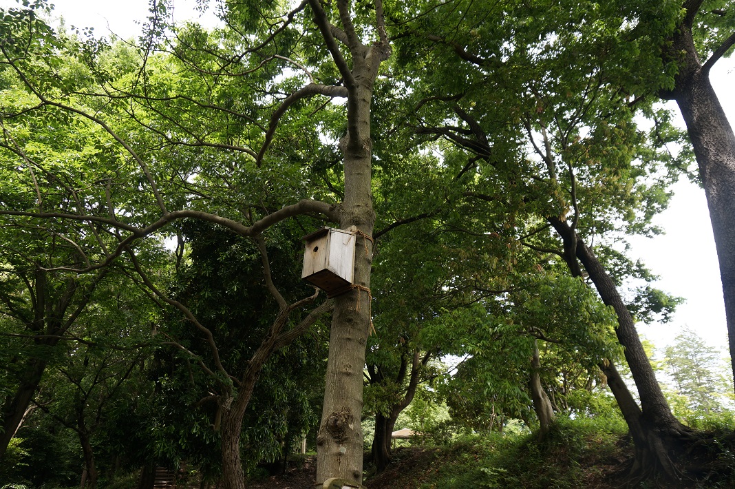 【我孫子市・船戸の森】荒れ果てた緑地を市民の力で再生! 子どもも大人も安心して過ごせる癒しの森に