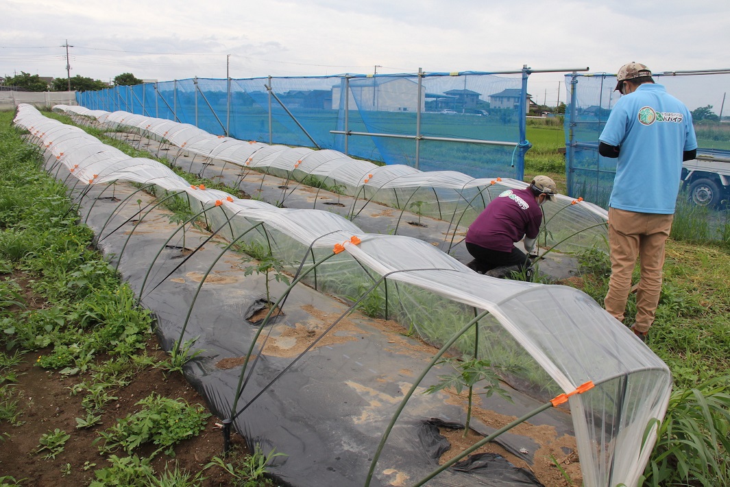 Misenga Papaya Farm