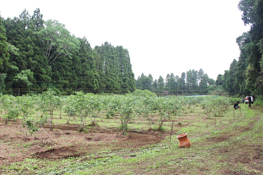千葉県最大級のブルーベリー農園「ふるさとファーム」