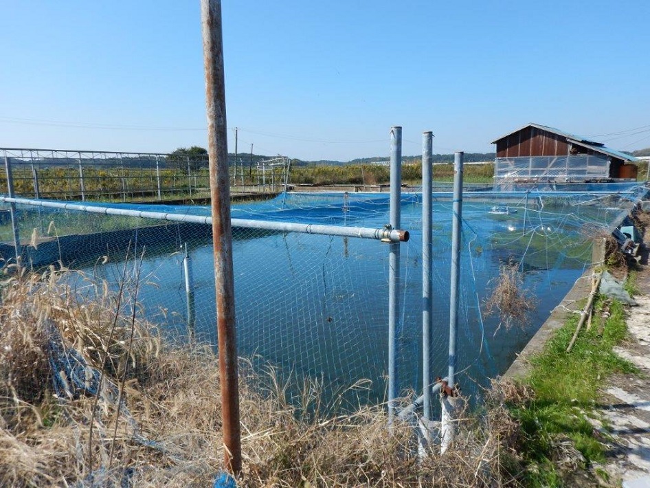 地下水を使い、水深約40~50㎝の休耕田を利用した、成田市内のホンモロコの養殖池