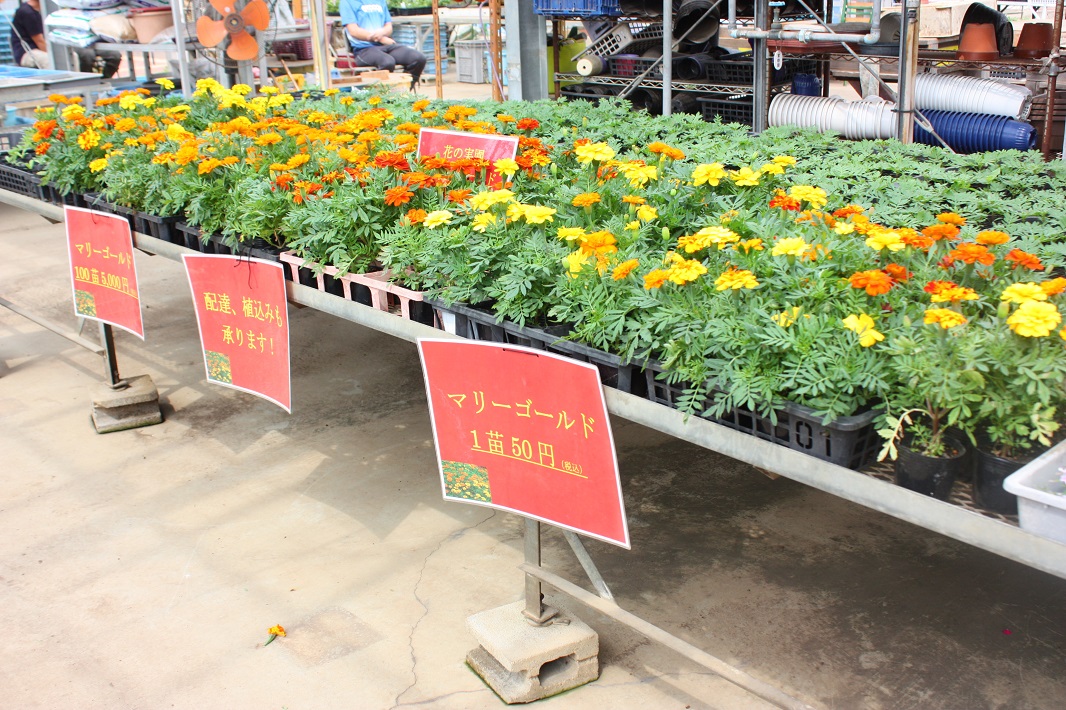 【習志野市】花の実園でマルシェがオープン！毎週水曜の午前9時から