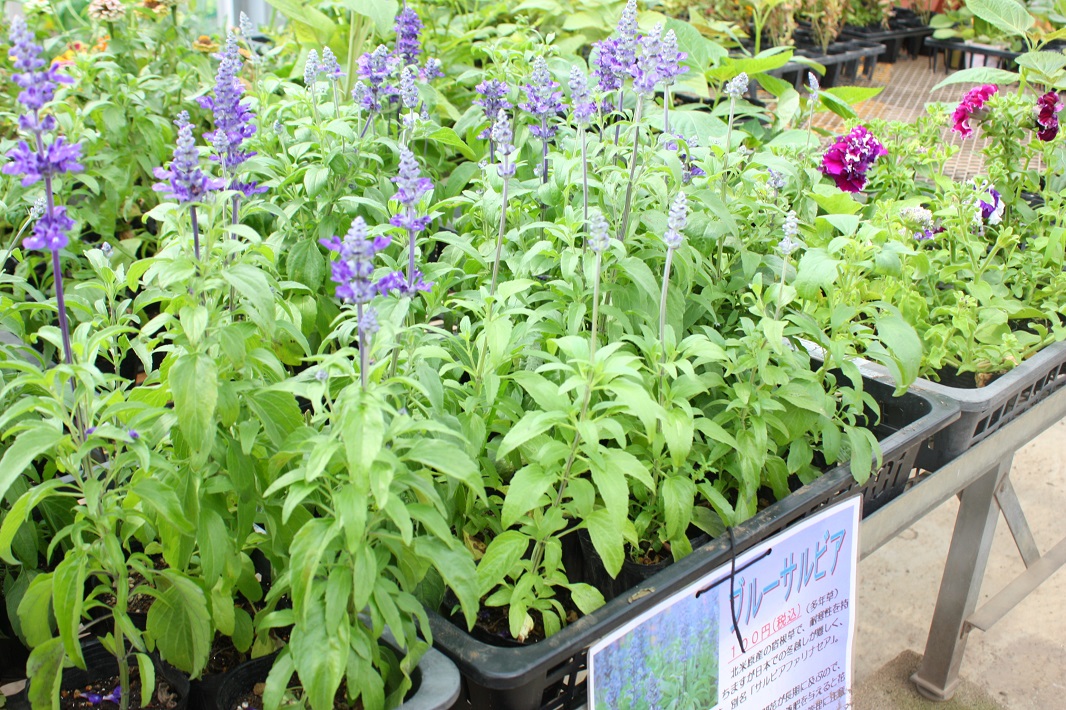 【習志野市】花の実園でマルシェがオープン！毎週水曜の午前9時から