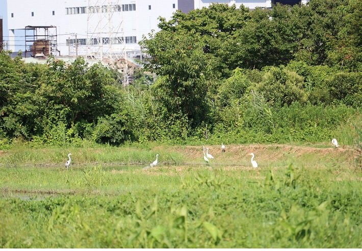行徳鳥獣保護区