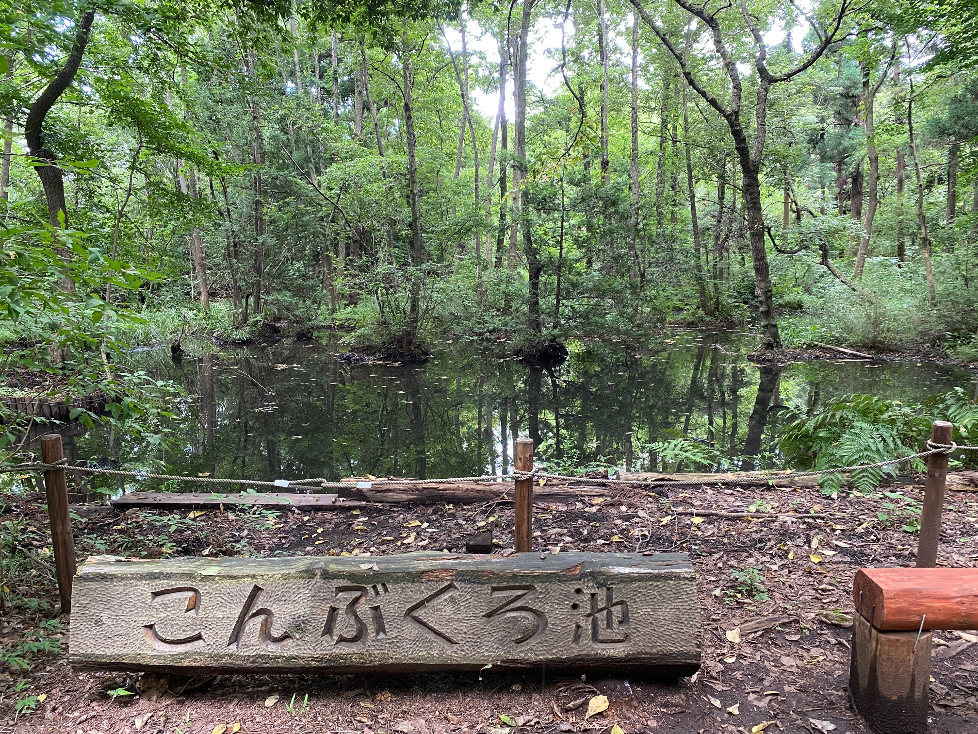 柏の葉キャンパス駅近くにある「こんぶくろ池自然博物公園」