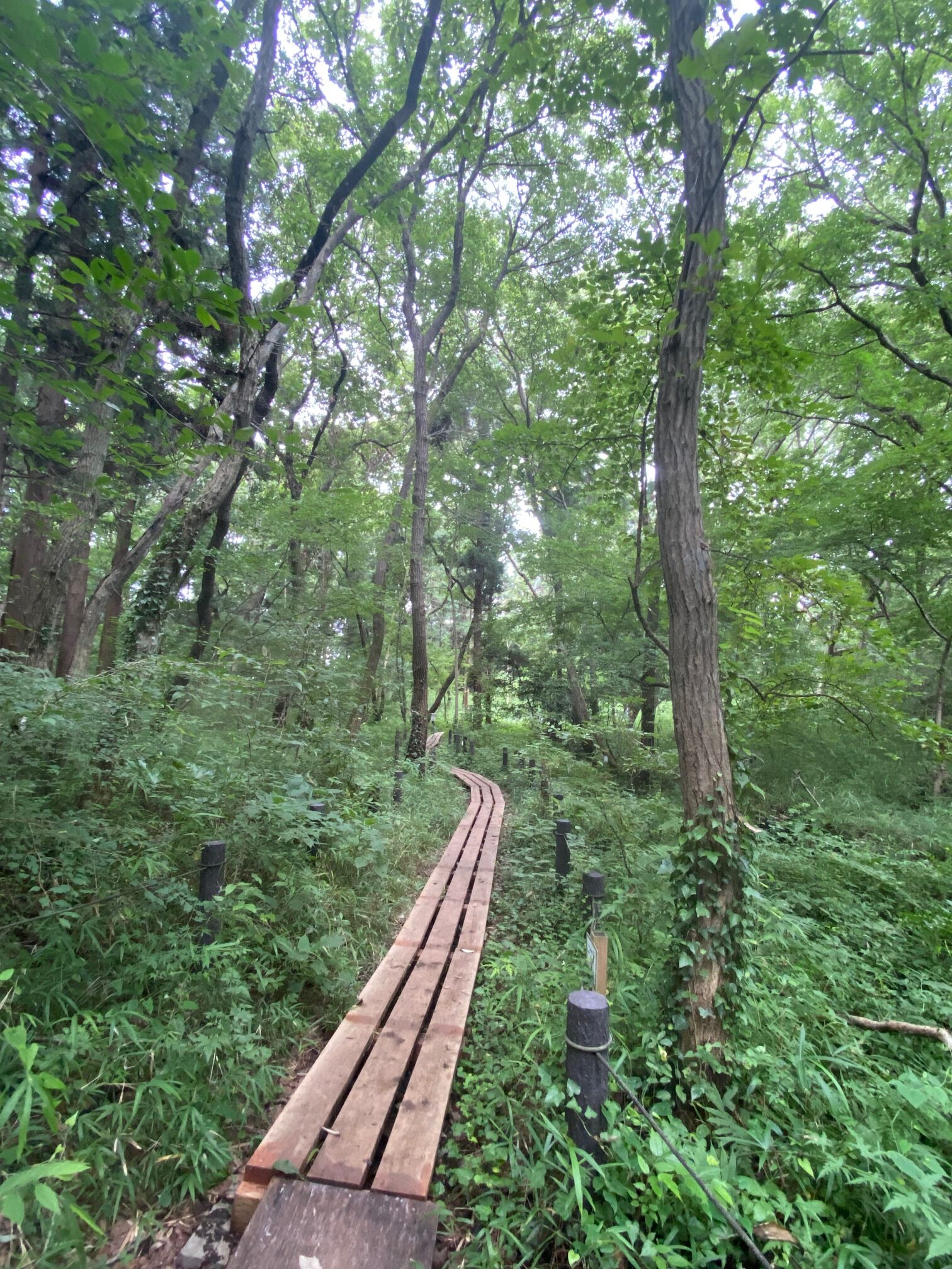 柏の葉キャンパス駅近くにある「こんぶくろ池自然博物公園」