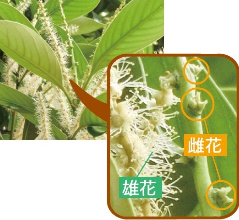 どんぐりの雄花と雌花