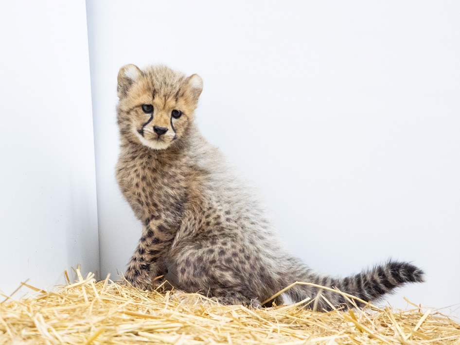 千葉市動物公園のチーター