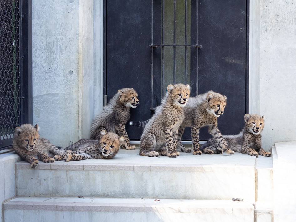千葉市動物公園