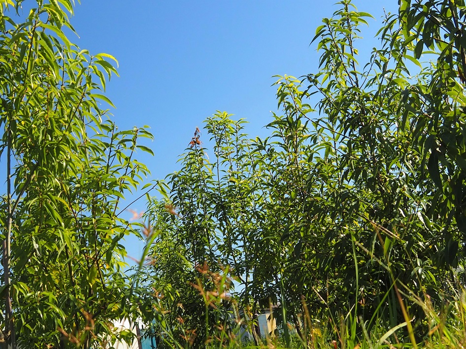 春日部 夢の森公園