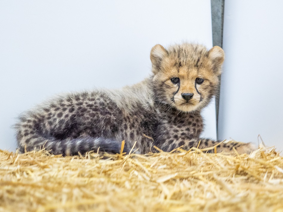 千葉市動物公園のチーター