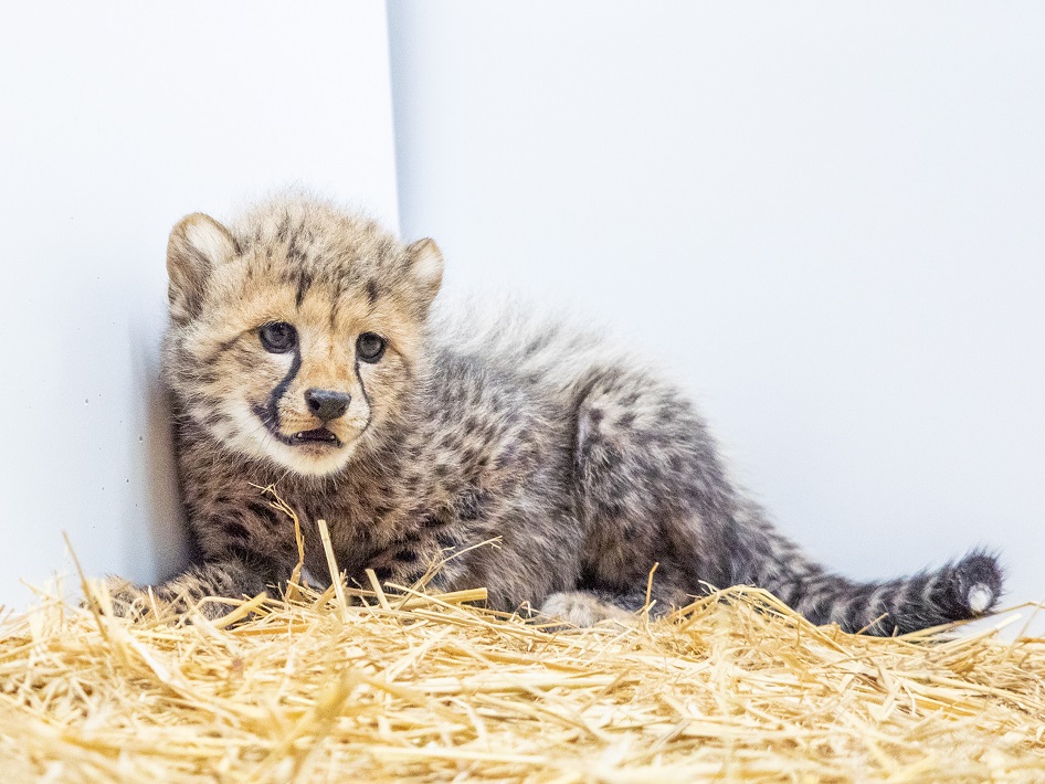 千葉市動物公園のチーター