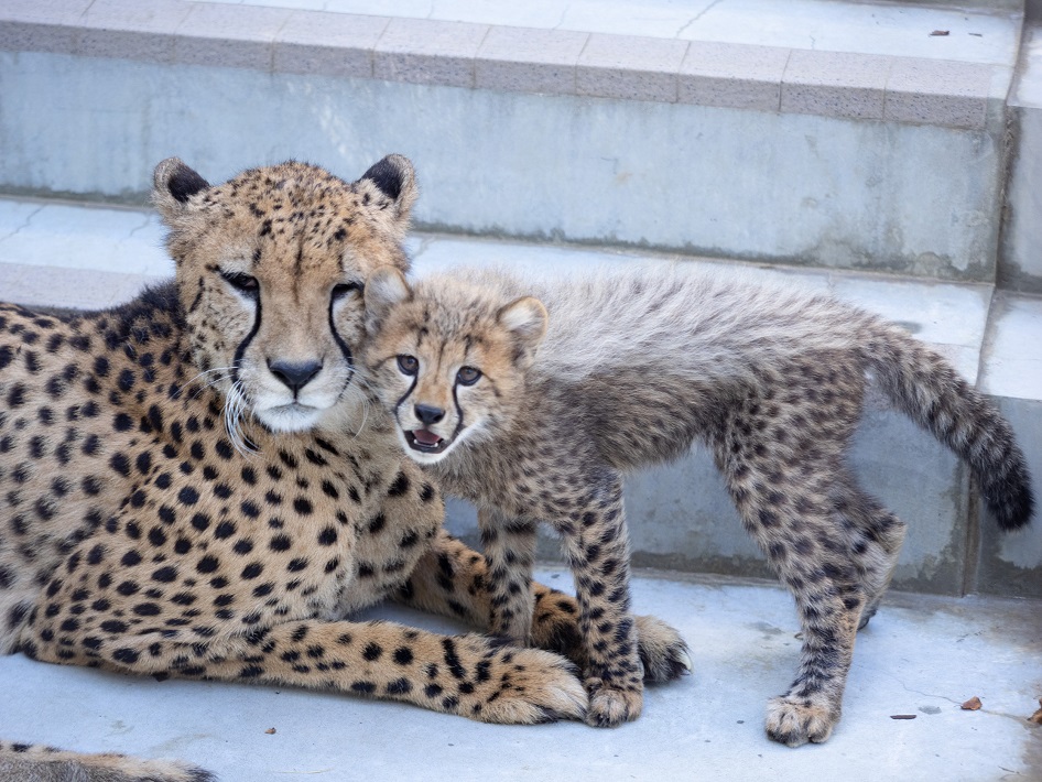 千葉市動物公園のチーター
