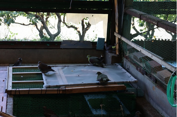 野鳥病院