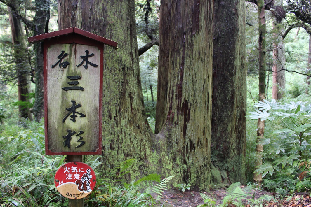 【千葉のパワースポット】笠森観音で自然を満喫！神秘的な名木「三本杉」が見どころ