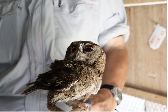 野鳥病院