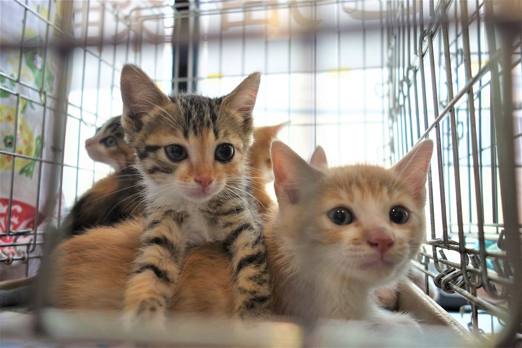 「保護ねこ譲渡会」の保護猫