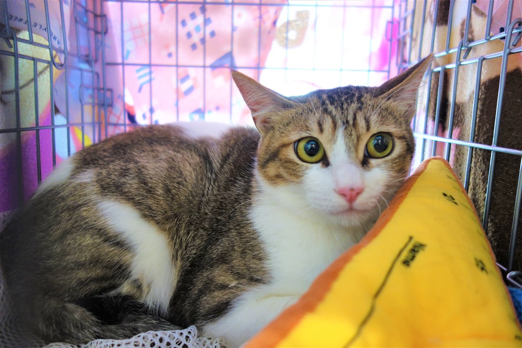保護ねこ譲渡会の保護猫