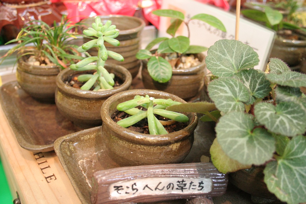 「そこらへんの草」のために陶芸家が豆鉢を制作
