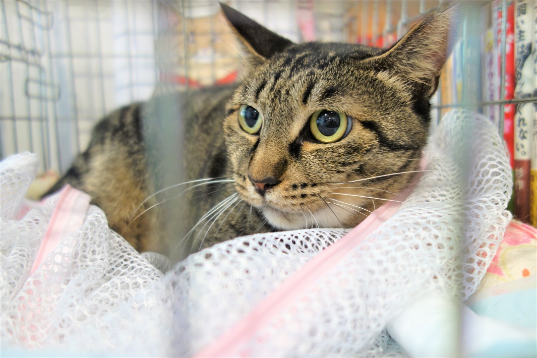 「保護ねこ譲渡会」の保護猫