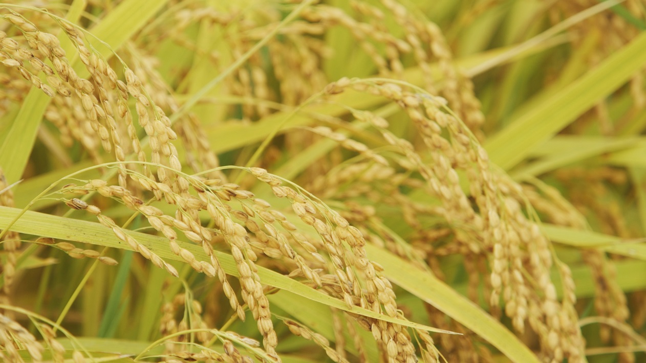 【匝瑳市】SOL FARM 佐藤農園の佐藤真吾さんにインタビュー「ちいき新聞の直送便」の契約農家さん紹介（4）