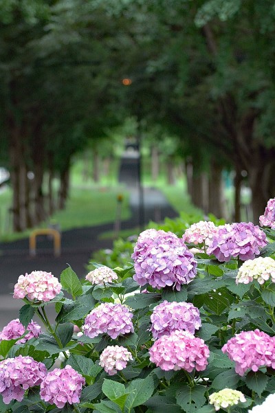 【佐倉市】「上志津原ふれあい通り」は四季折々の花々が彩る小道