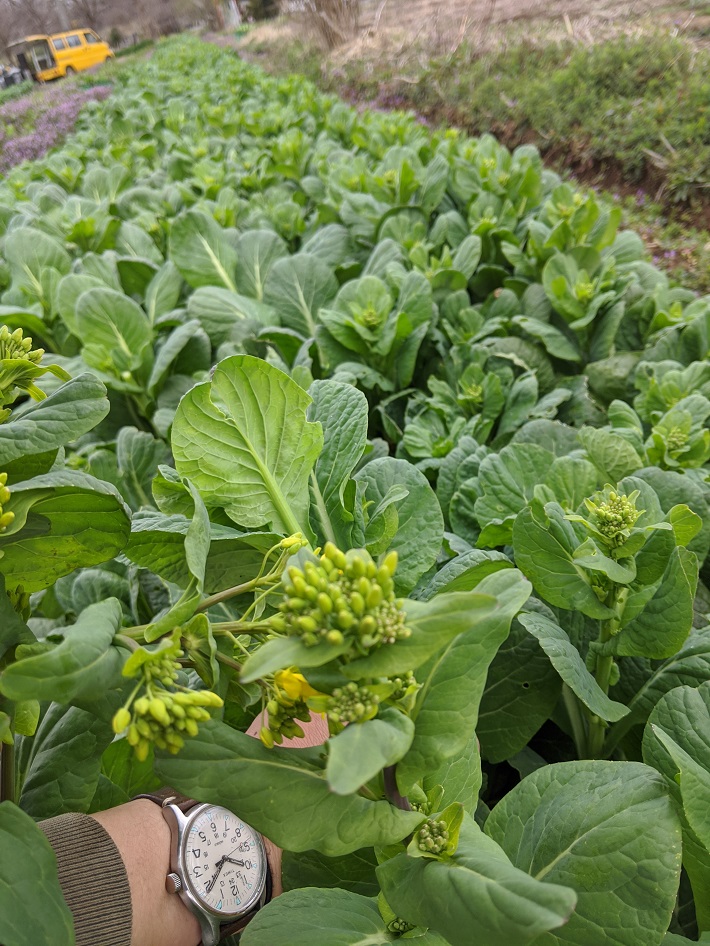 壬生菜