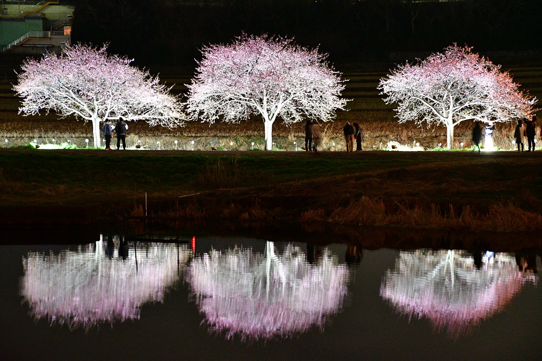 【八千代市】新川千本桜