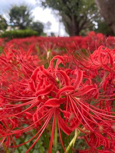 【佐倉市】「上志津原ふれあい通り」は四季折々の花々が彩る小道