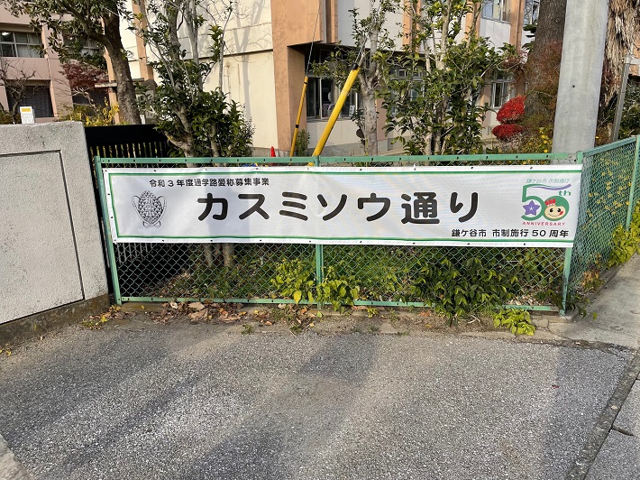 .初富小学校前のカスミソウ通り