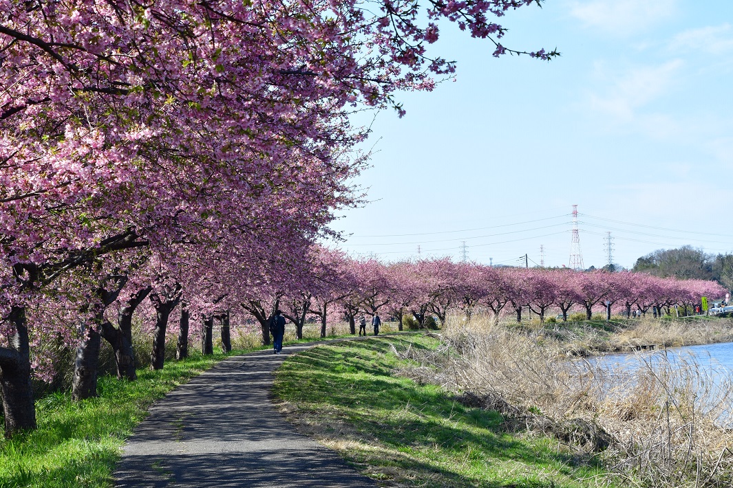 【八千代市】新川千本桜