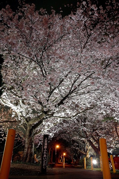 上志津原ふれあい通りの夜桜