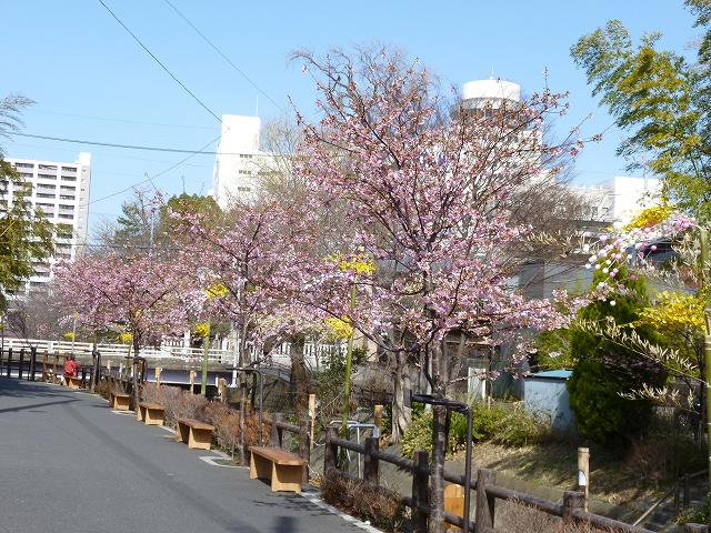 【松戸市】松戸宿坂川河津さくら