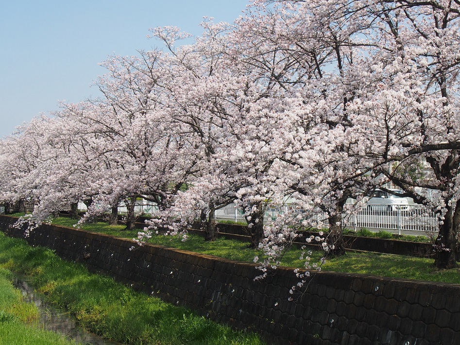 埼玉県吉川市さくら通り