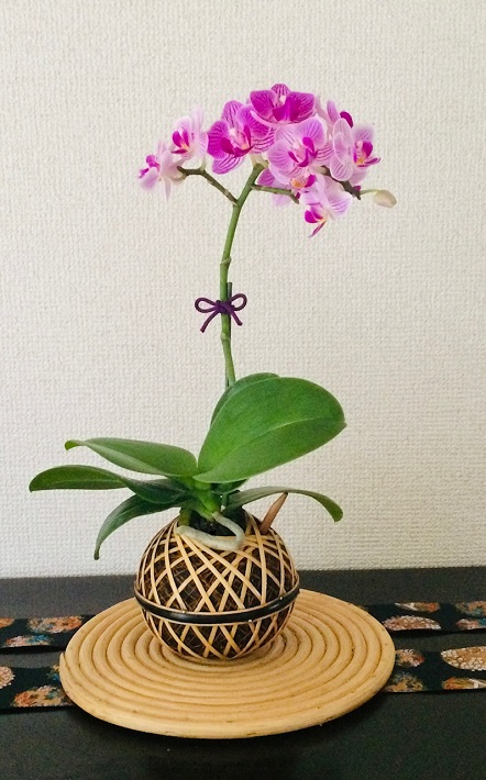 苔玉でも盆栽でもない 新しいカタチ「天毬 temari」