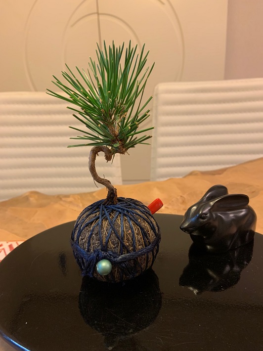 苔玉でも盆栽でもない 新しいカタチ「天毬 temari」