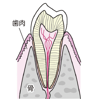 正常な歯
