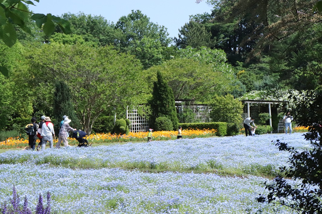清水公園ネモフィラ(花ファンタジア)
