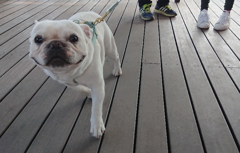 【君津市】サービス精神満点すぎ！愛犬と行ける「喫茶ZiZi」は犬連れでなくても癒されるカフェ