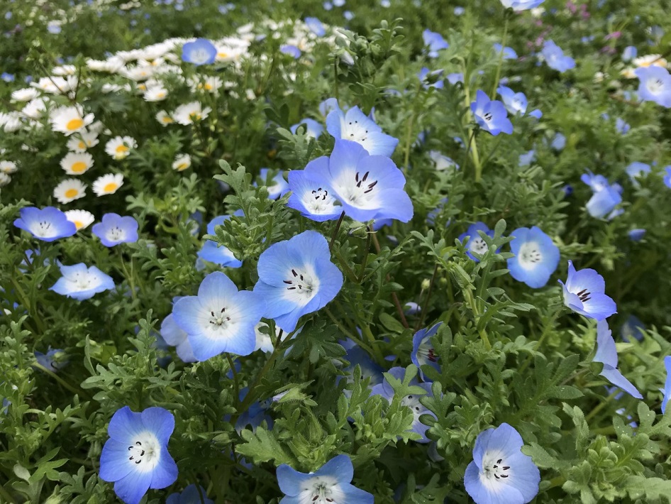 【印西市】北総花の丘公園のネモフィラ