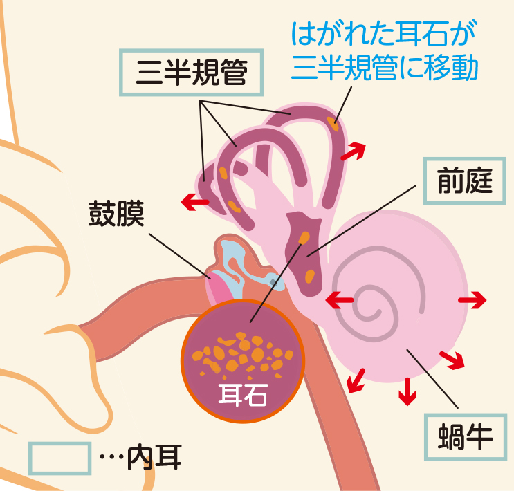 三半規管と内耳にある耳石器
