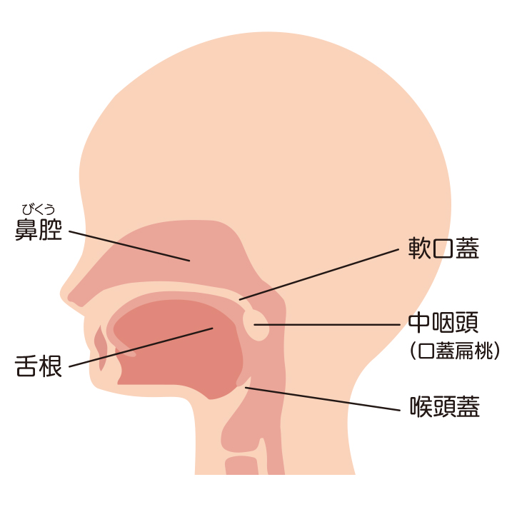 軟口蓋(なんこうがい)と中咽頭(ちゅういんとう)と喉頭蓋(こうとうがい)と舌根(ぜっこん)