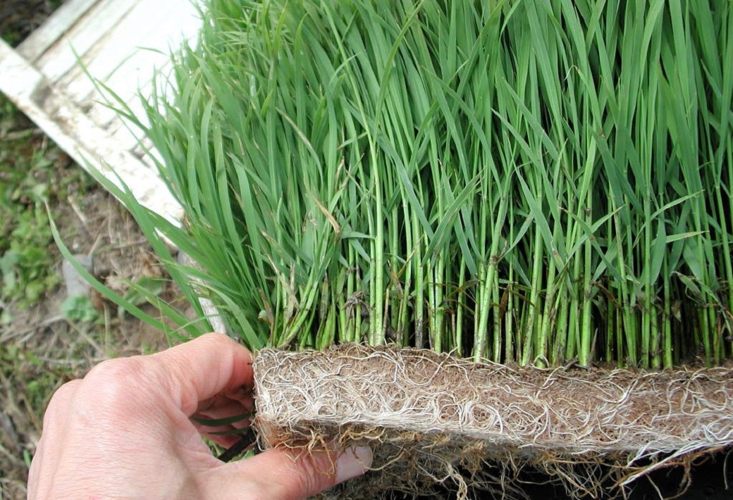 不耕起で田植えする葉が5枚半の成苗