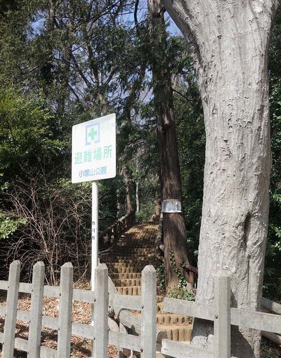 【市川市】小塚山公園（どうめき谷津）