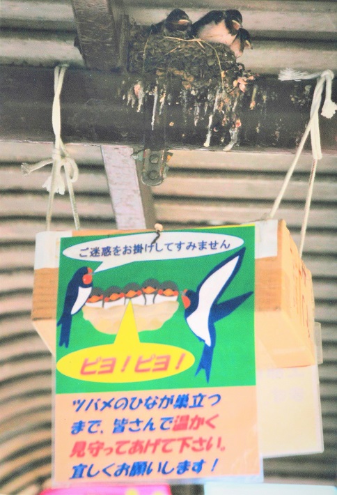 ツバメの子育て見守り隊