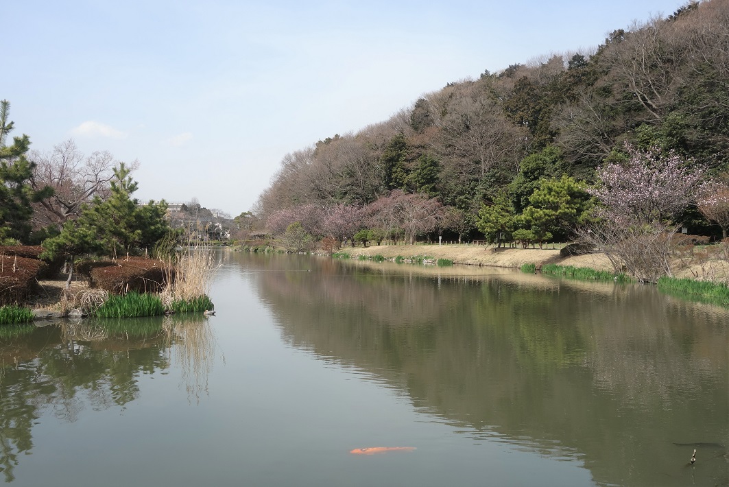 【市川市】小塚山公園（どうめき谷津）