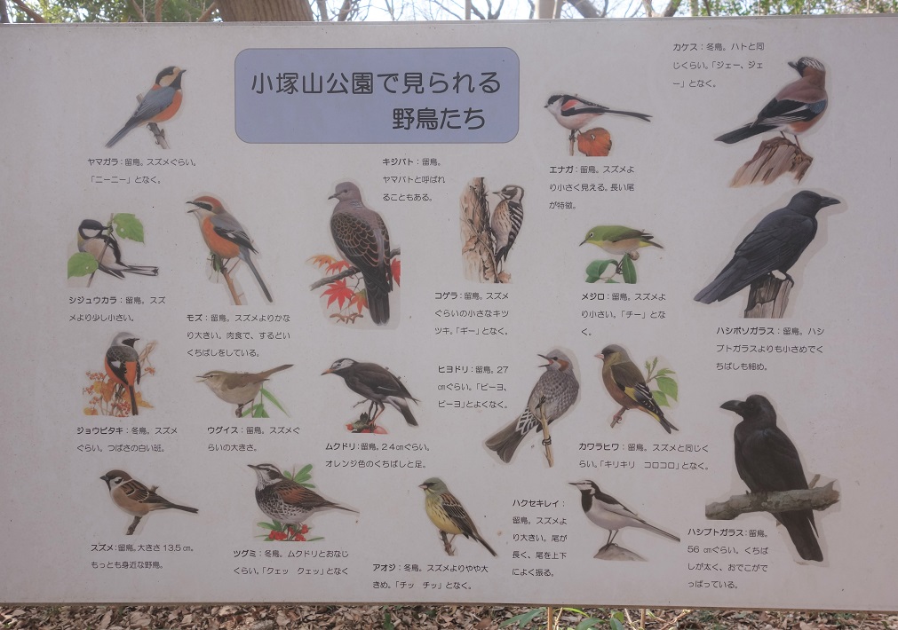【市川市】小塚山公園（どうめき谷津）