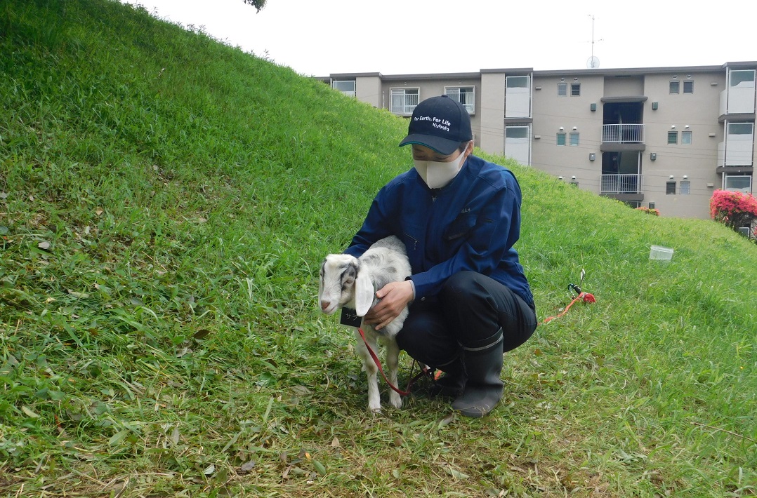 「ヤギの除草」に注目！脱炭素社会へ向けヤギができること【鎌ケ谷市】